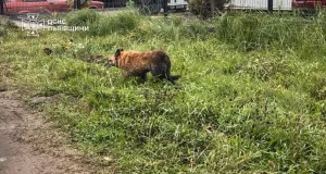 У Сокільниках рятувальники дістали собаку з двометрового колодязя