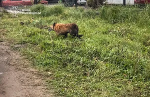 У Сокільниках рятувальники дістали собаку з двометрового колодязя