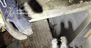 У Львові рятувальники дістали котів із колектора на вулиці Роксоляни