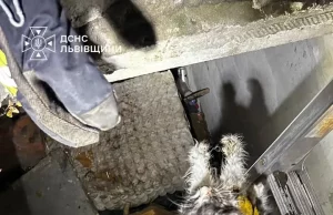 У Львові рятувальники дістали котів із колектора на вулиці Роксоляни